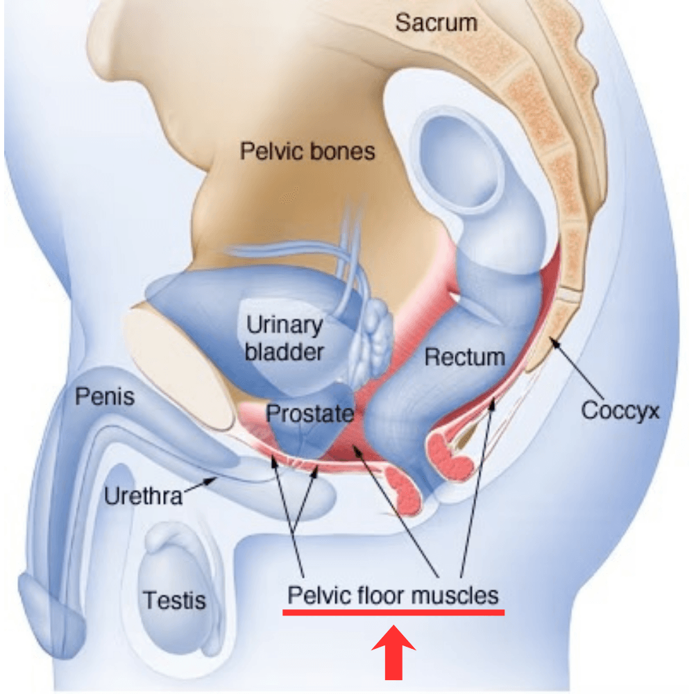 Man training, pelvic health and Kegel exercise context